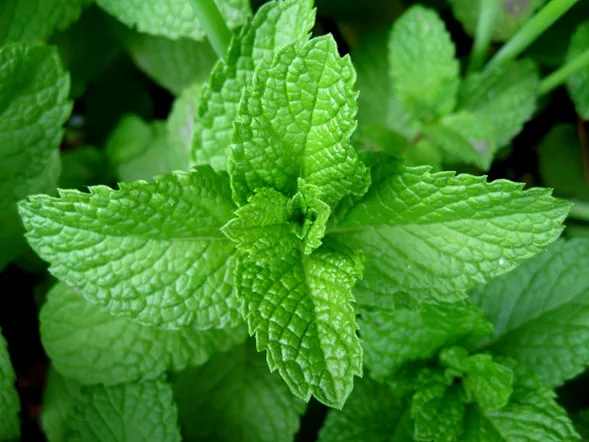 Peppermint (Mentha Piperita) Overview, Health Benefits, Side effects (2)